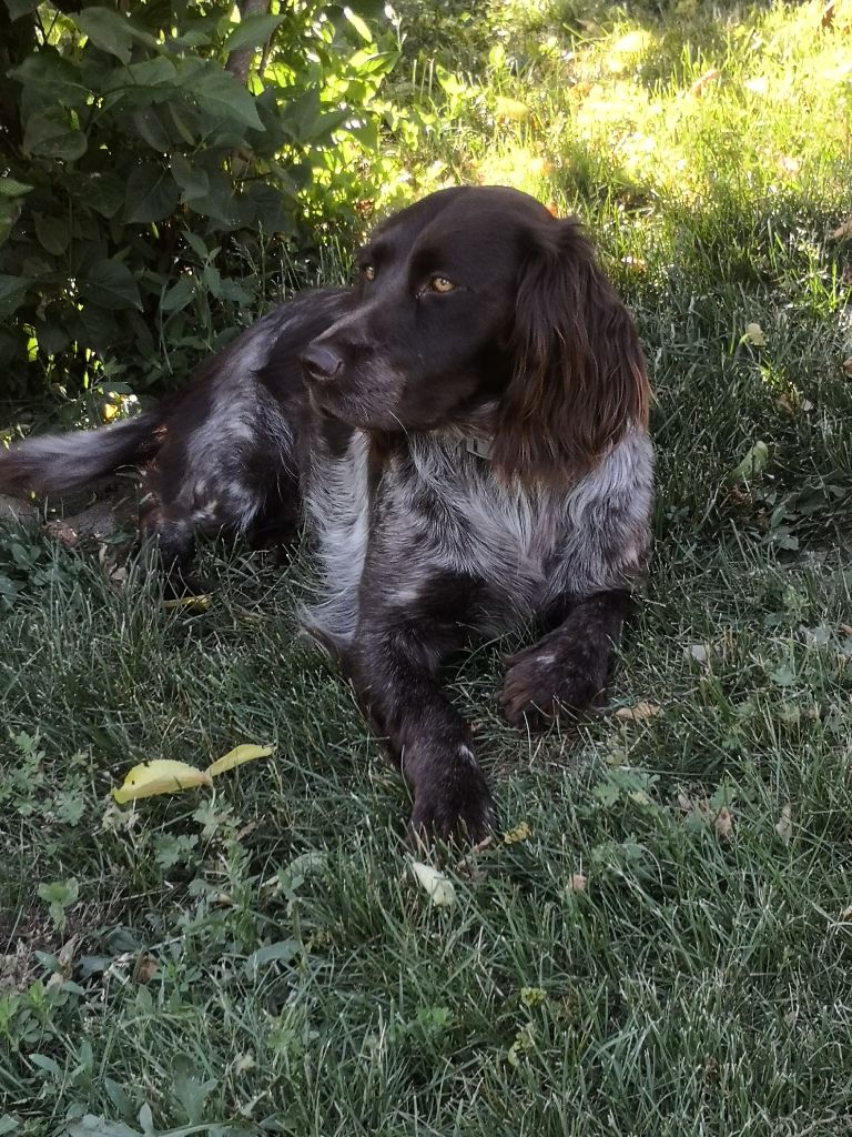 Roxy2 De La Ranche Du Chêne
