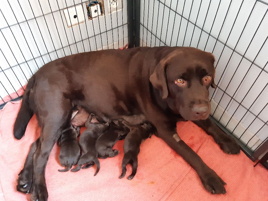 Chiot Labrador Retriever Du Domaine De Matacharre