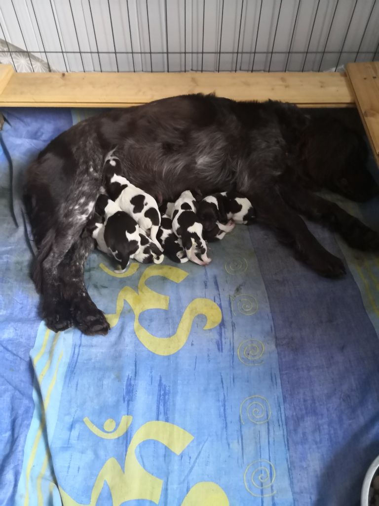Chiot Chien d'Oysel allemand Du Domaine De Matacharre